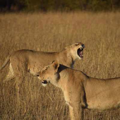 Ocho días de Safari en Kenia