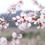 Alcalalí y su ruta de los almendros en flor
