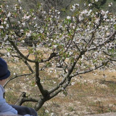 Ruta para ver los cerezos en flor en la Vall de Gallinera